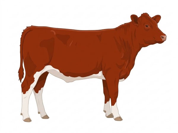Red Fullblood Maine-Anjou Cow