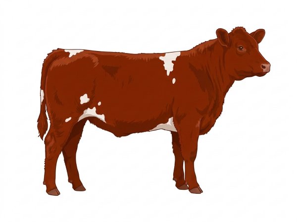 Red with a few white spots Fullblood Maine-Anjou Steer