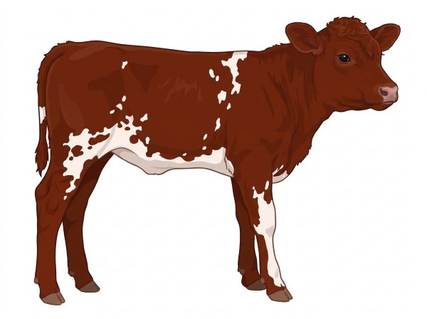 Red with white spots Fullblood Maine-Anjou Bull