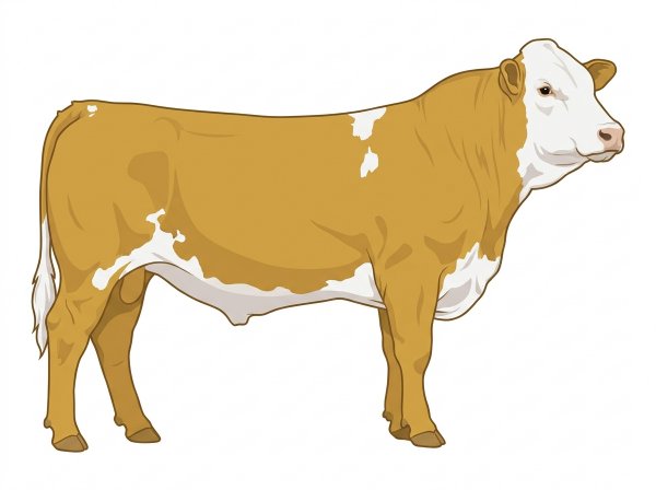 Gold with a full white face, white brisket and underline and a few white spots Fullblood Simmental Steer