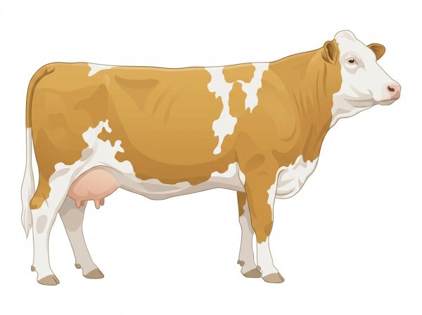 Gold with a full white face, white brisket, underline and legs and white in large patches Fullblood Simmental Cow