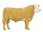 Sell Calf 67
