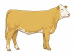 Sell Calf 45
