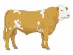 Sell Calf 89