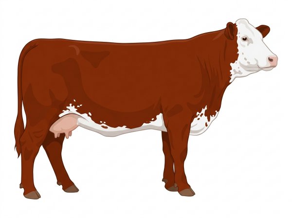 Red with a full white face, white brisket and underline, white spots and ticking in the white Fullblood Simmental Cow