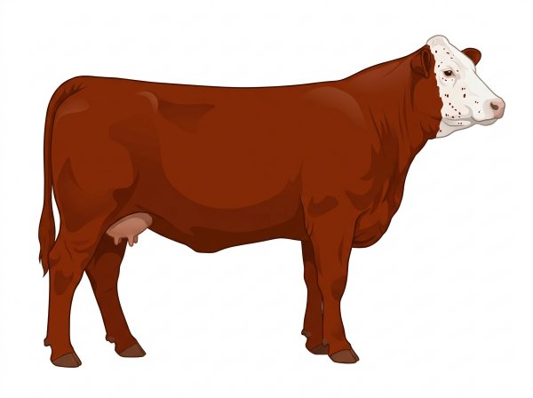 Red with a white face, a few white spots and ticking in the white Fullblood Simmental Cow