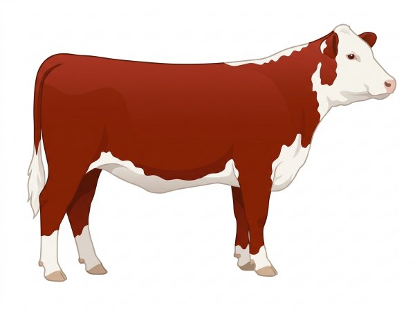 Red with a full white face, white brisket and underline Hereford Heifer