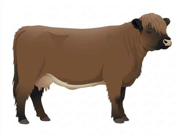 Brown with black points and a pale muzzle ring and lighter underline Highlander Cow