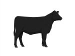 CStar MT Night Looker G8