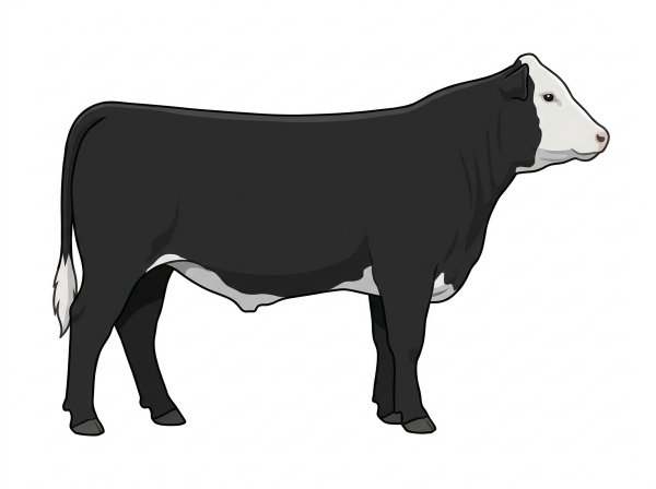 Black with a white face and a few white spots MaineTainer Steer