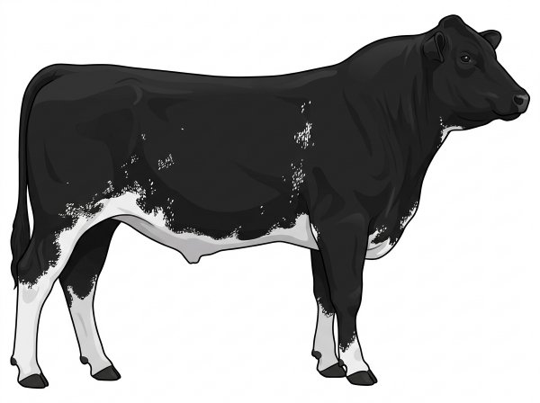 Black with ticking in the white MaineTainer Bull