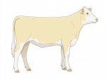 CStar MT Nativity Scene G3