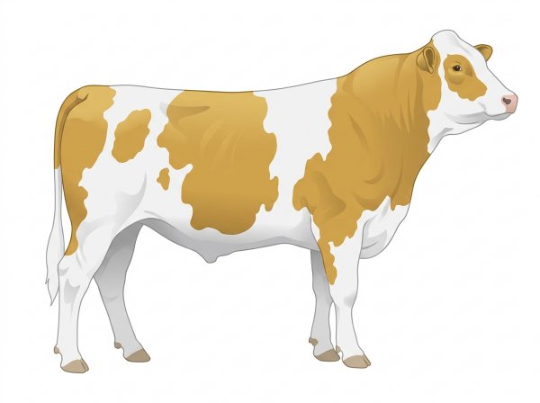 Gold with white in large patches MaineTainer Bull