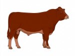 CStar MT Laffy Taffy G4