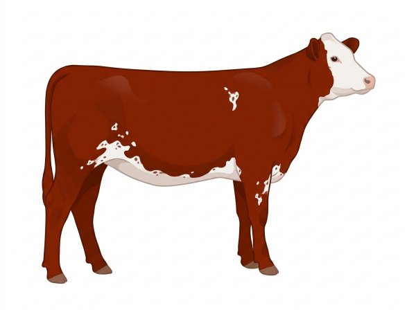 Red with a partial white face, a few white spots and ticking in the white MaineTainer Heifer