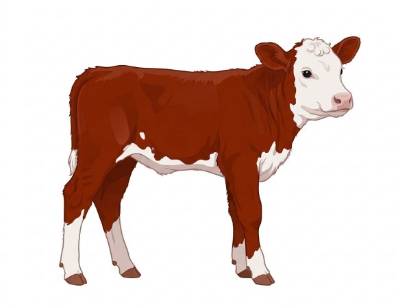 Red with a white face and a few white spots MaineTainer Heifer