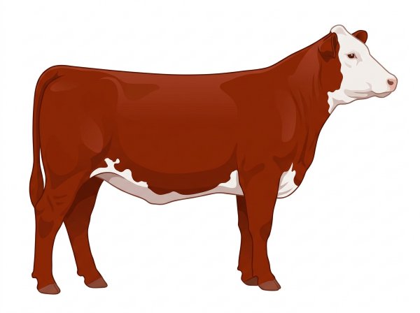 Red with a white face and a few white spots MaineTainer Heifer
