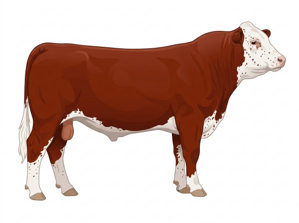 Red with a white face and ticking in the white MaineTainer Bull