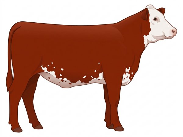 Red with a white face and white spots MaineTainer Heifer