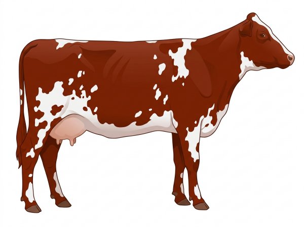 Red with white spots MaineTainer Cow