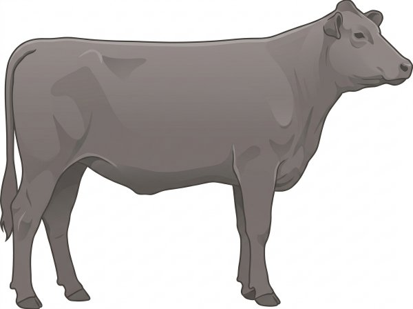 Smoky MaineTainer Heifer