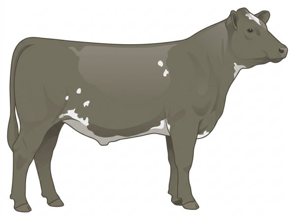 Smoky with a few white spots MaineTainer Steer