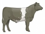 CStar MT 33257 G5