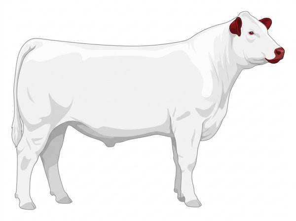 White with red ears and muzzle MaineTainer Steer