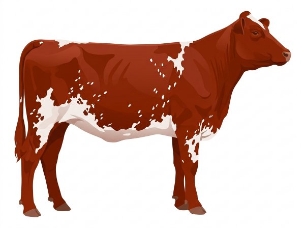 Red with a few white spots and ticking in the white Purebred Maine-Anjou Heifer