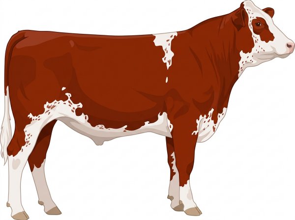 Red with white spots and ticking in the white Purebred Maine-Anjou Steer
