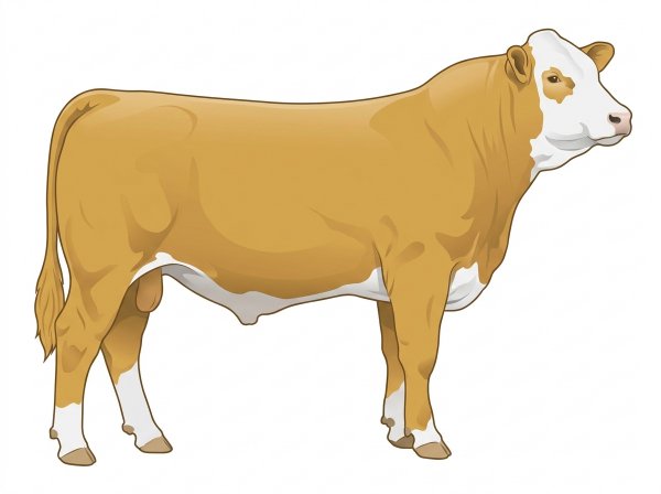 Gold with a white face Purebred Simmental Steer