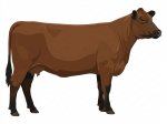 CStar RAx Tiger Mart G15