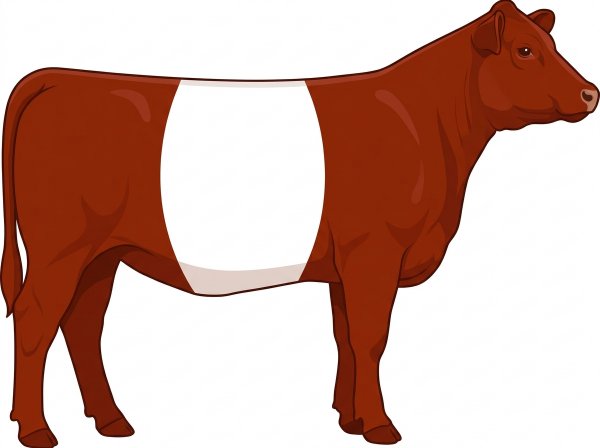 Red with a white belt around the midsection Red Angus Cross Heifer