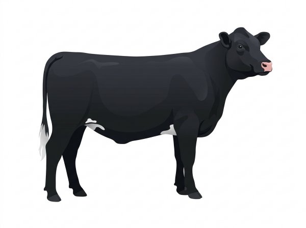 Black Shorthorn Cross Heifer
