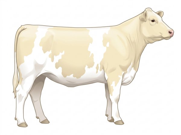 Cream Shorthorn Cross Heifer