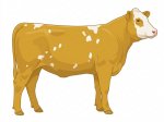 CStar SHx Gold Fire G9