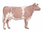 CStar SH Last Chance G1