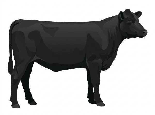 Black Shorthorn Plus Heifer