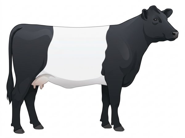 Black with a white belt around the midsection Shorthorn Plus Cow