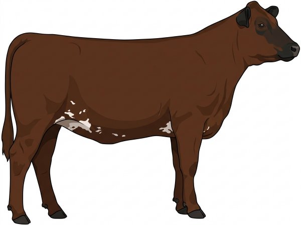 Brown with black points, a few white spots and ticking in the white Shorthorn Plus Heifer