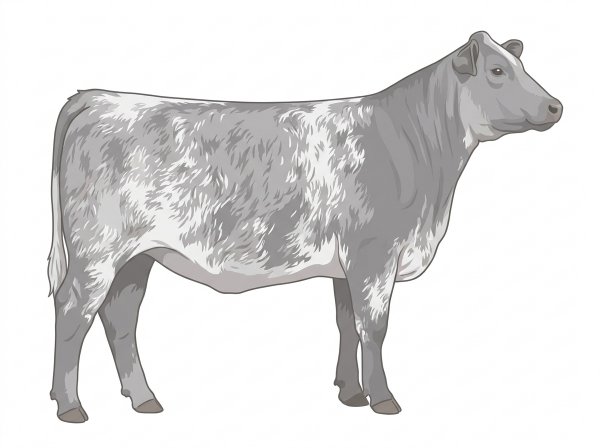 Heavy blue roan Shorthorn Plus Heifer