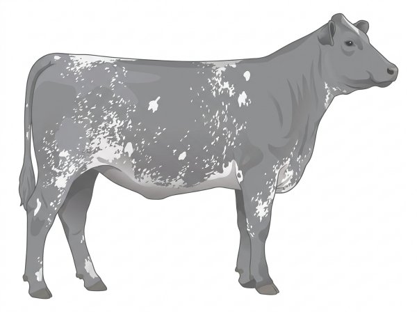 Heavy blue roan with a few white spots Shorthorn Plus Heifer