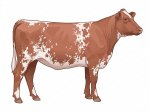 CStar SHx Red Warning G3