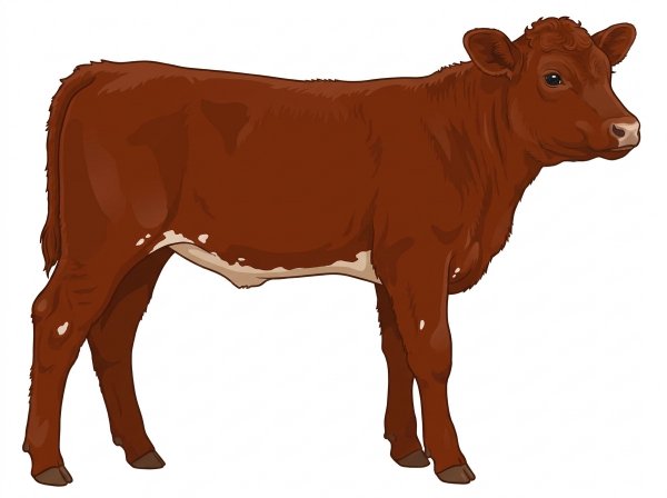 Red with a pale muzzle ring and lighter underline and a few white spots Shorthorn Plus Heifer