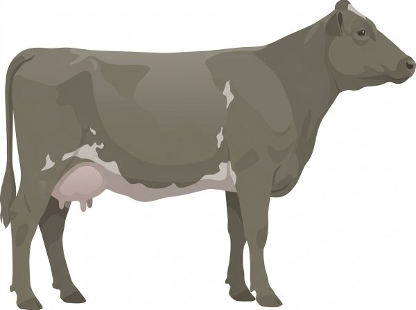 Smoky Shorthorn Plus Cow