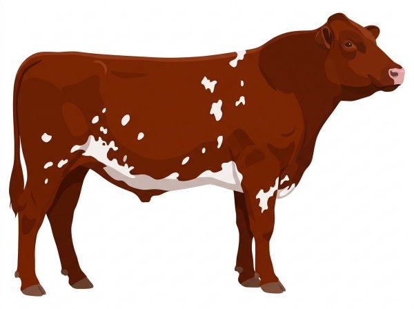 Red with white spots Shorthorn Bull