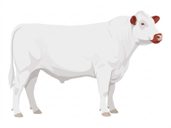 White with red ears and muzzle Shorthorn Bull
