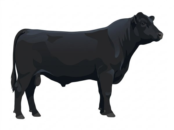 Black SimAngus Bull