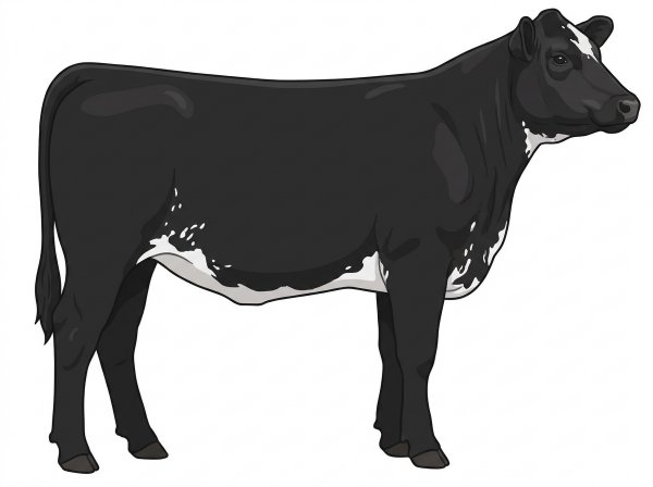 Black with a few white spots and ticking in the white SimAngus Heifer