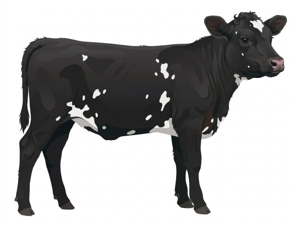 Black with white spots SimAngus Cow
